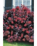 Скумпия кожевенная Роял Пёрпл | Cotinus coggygria Royal Purple (Smoke tree) | Скумпія шкіряна Роял Перпл